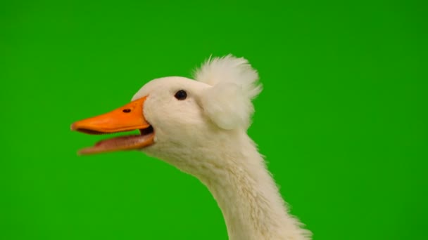 Portrait Duck Quack Green Screen Sound — Stock Video