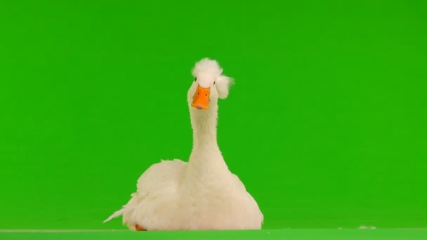 Portret Duck Quack Een Groen Scherm — Stockvideo
