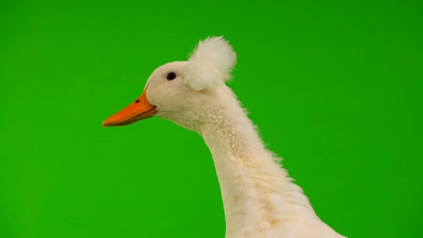 在绿色的屏幕上 肖像鸭子嘎嘎 — 图库视频影像