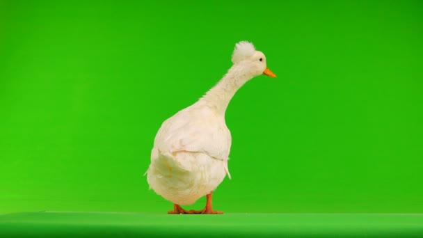 緑色の画面上鴨いんちき — ストック動画