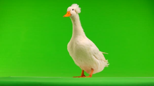 Duck Quack Een Groen Scherm Geluid — Stockvideo