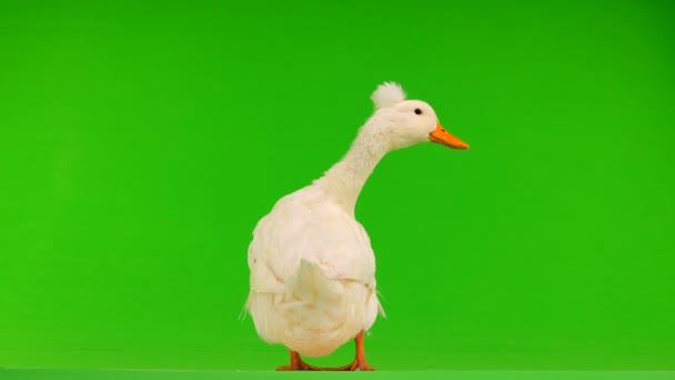 Kačer Quack Zelené Obrazovce Zvuk — Stock video