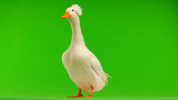 Yeşil Bir Ekran Üzerinde Ördek Şarlatan Ses — Stok video