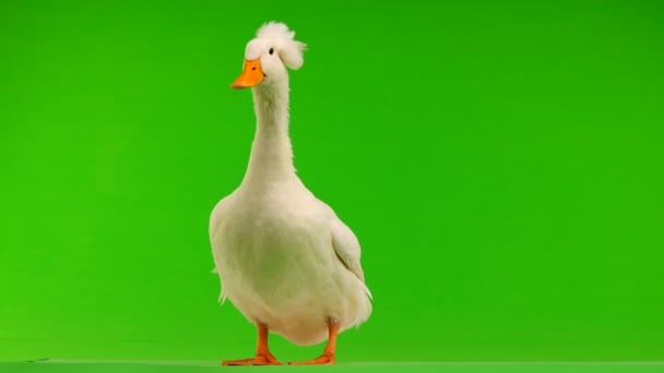 Pato Charlatán Una Pantalla Verde Sonido — Vídeo de stock