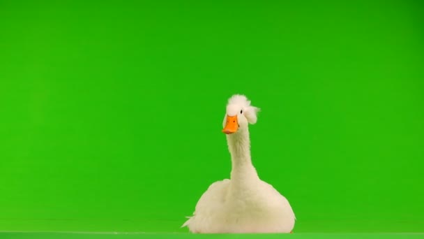 Kaczka Siedzi Zielony Ekran — Wideo stockowe