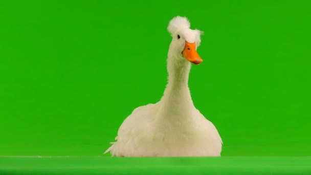 鴨の緑色の画面の上に座って — ストック動画