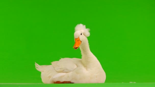 Pato Sentado Una Pantalla Verde — Vídeos de Stock