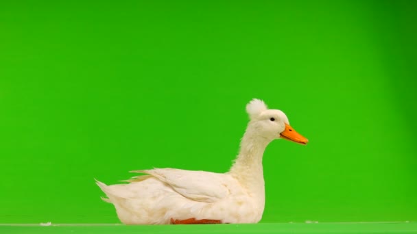 鸭子坐在绿色屏幕上 — 图库视频影像