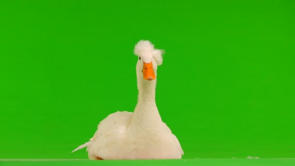 Kachna Sedí Zelené Obrazovce — Stock video