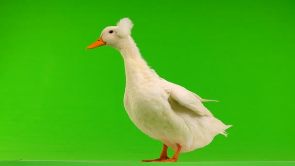 绿色屏幕上的鸭子 — 图库视频影像