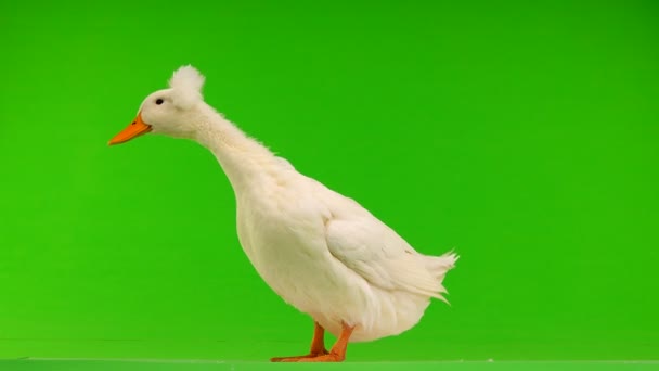 Yeşil Bir Ekran Üzerinde Ördek — Stok video