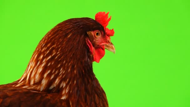 Сонная Курица Изолирована Зеленом Экране — стоковое видео