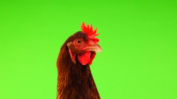 Retrato Gallina Marrón Aislado Pantalla Verde — Vídeos de Stock