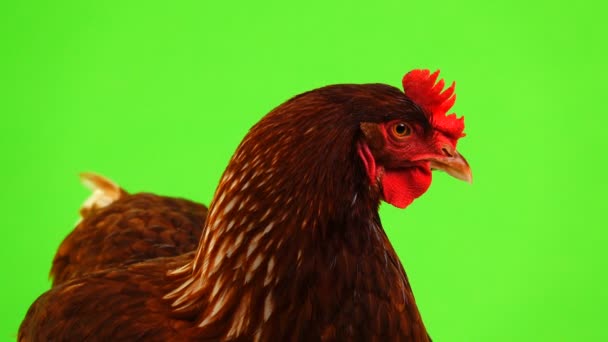 Portrait Brown Hen Isolated Green Screen — Stock Video