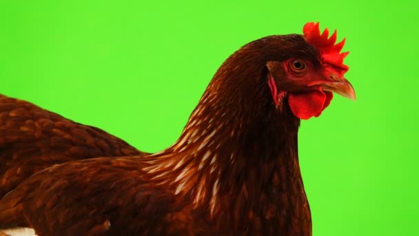 Schläfrige Henne Isoliert Auf Grünem Bildschirm — Stockvideo