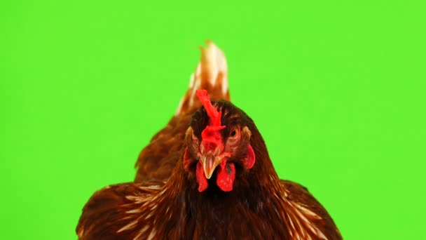 Portret Bruine Kip Geïsoleerd Groen Scherm — Stockvideo