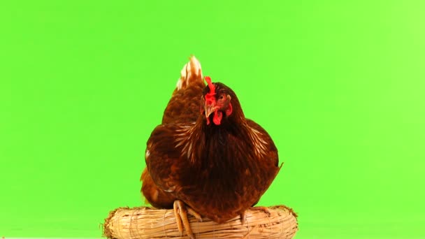 Hen Nest Isolated Green Screen — Stock Video