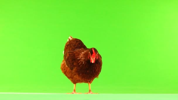Tavuk Tahıl Yeşil Ekranda Gagalar — Stok video
