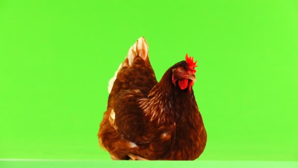 Seduta Gallina Marrone Isolata Sullo Schermo Verde — Video Stock