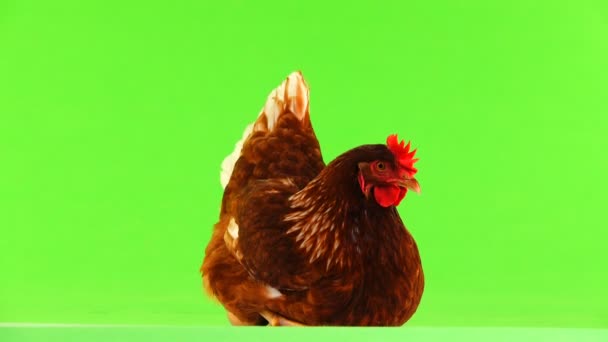 Sitzende Braune Henne Isoliert Auf Grünem Bildschirm — Stockvideo