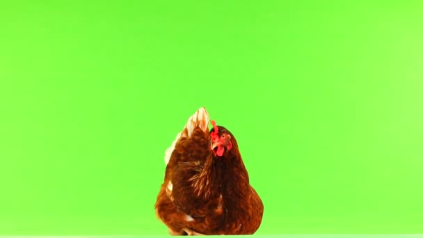 Sitting Brown Hen Isolated Green Screen — Stock Video