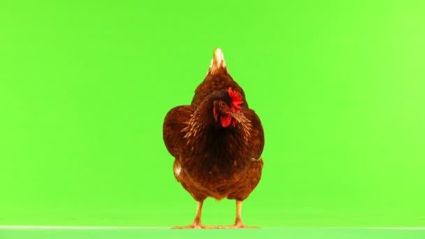 在绿屏查出的棕色母鸡 — 图库视频影像