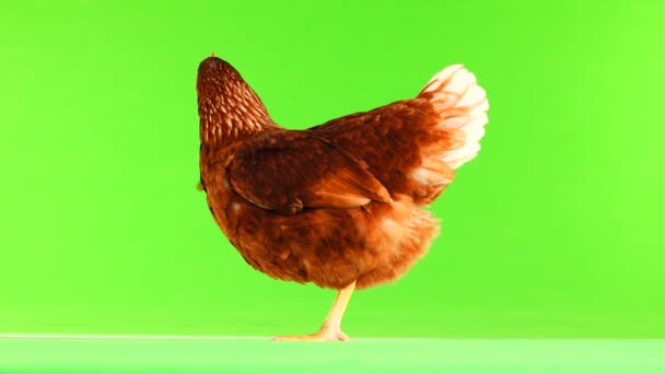 Gallina Marrón Aislada Pantalla Verde — Vídeos de Stock