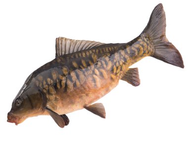 Ayna sazan balığı beyaz arkaplanda izole edildi