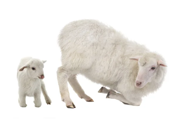在白色背景的小绵羊和雌性绵羊 — 图库照片