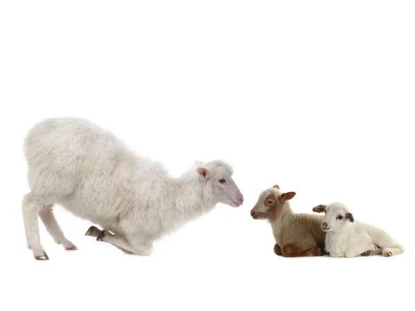 Baby Schafe Und Weibliche Schafe Auf Weißem Hintergrund — Stockfoto