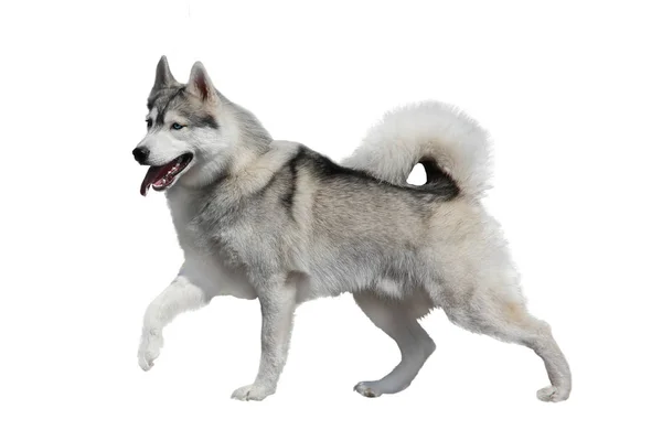 Husky Hond Geïsoleerd Witte Achtergrond — Stockfoto