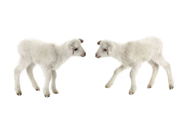 白色背景的两只小绵羊 — 图库照片