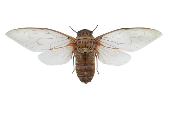 Бабочка Помона Imperatoria Изолированы Белом Фоне — стоковое фото