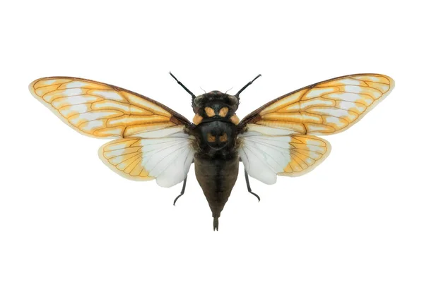 Бабочка Tosena Spiendida Изолированы Белом Фоне — стоковое фото