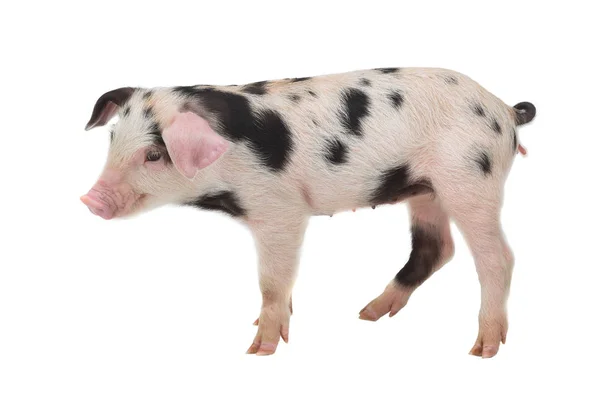 白い背景の上の豚します スタジオ撮影で — ストック写真