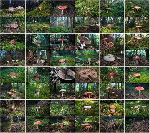 Conjunto Cogumelos Que Crescem Uma Floresta Selvagem Nas Montanhas — Fotografia de Stock
