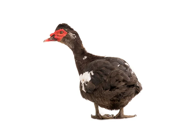Beyaz Arkaplanda Siyah Ördek Var — Stok fotoğraf