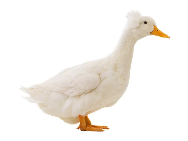 Beyaz Arka Plan Üzerinde Izole Beyaz Ördek — Stok fotoğraf