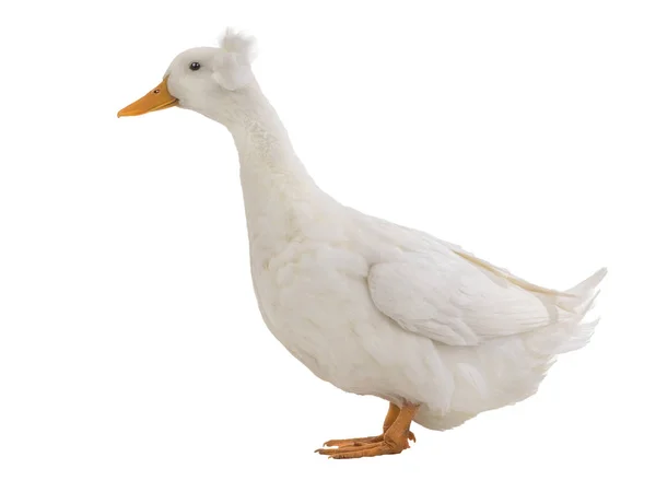 White Duck Isolated White Background — Stock Photo, Image