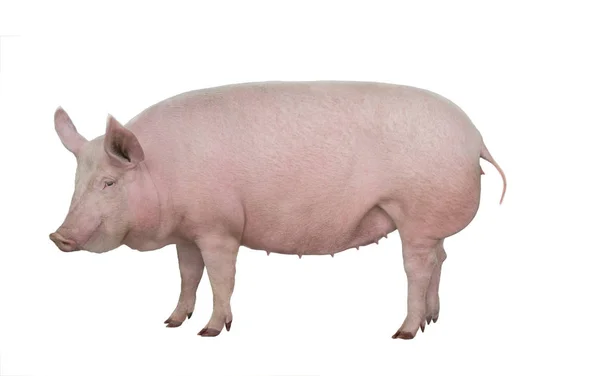 Großes Schwein Isoliert Auf Weißem Hintergrund — Stockfoto