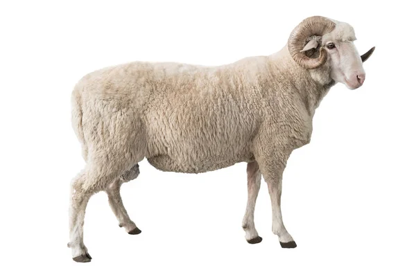 Witte Ram Geïsoleerd Witte Achtergrond — Stockfoto