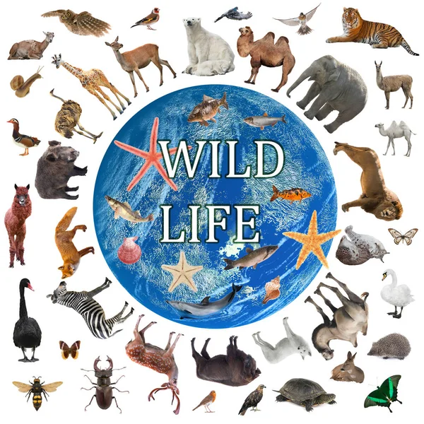 Collage Wildlife Walking World Isolated White Background — Stock Photo, Image