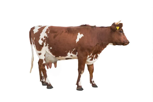 Пятнистая Корова Белом Фоне — стоковое фото