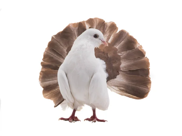 White Dove Peacock Isolated White Background Symbol Peace — Stock Photo, Image