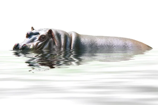 Hipopótamo Aislado Sobre Fondo Blanco — Foto de Stock