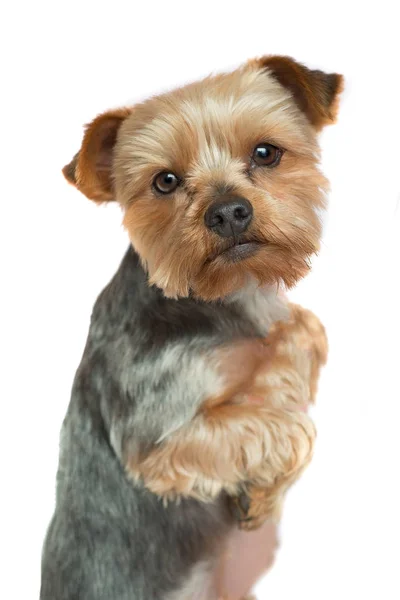 Portret Smutny Yorkshire Terrier Białym Tle — Zdjęcie stockowe