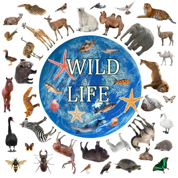 Collage of wildlife walking around the world isolated on white background — Stock Image Collage Wildlife Walking World Isolated White Background Stock Photo