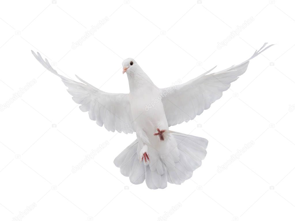 free flying white dove isolated on a white background as symbol of peace