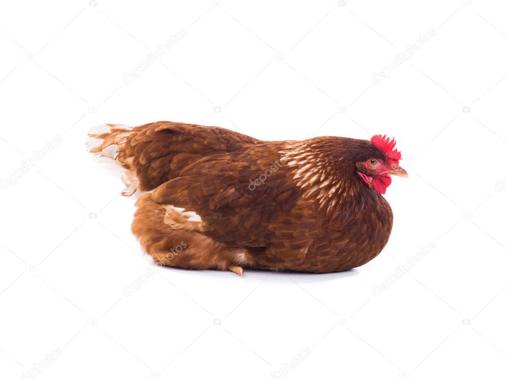 broken brown hen isolated on white background