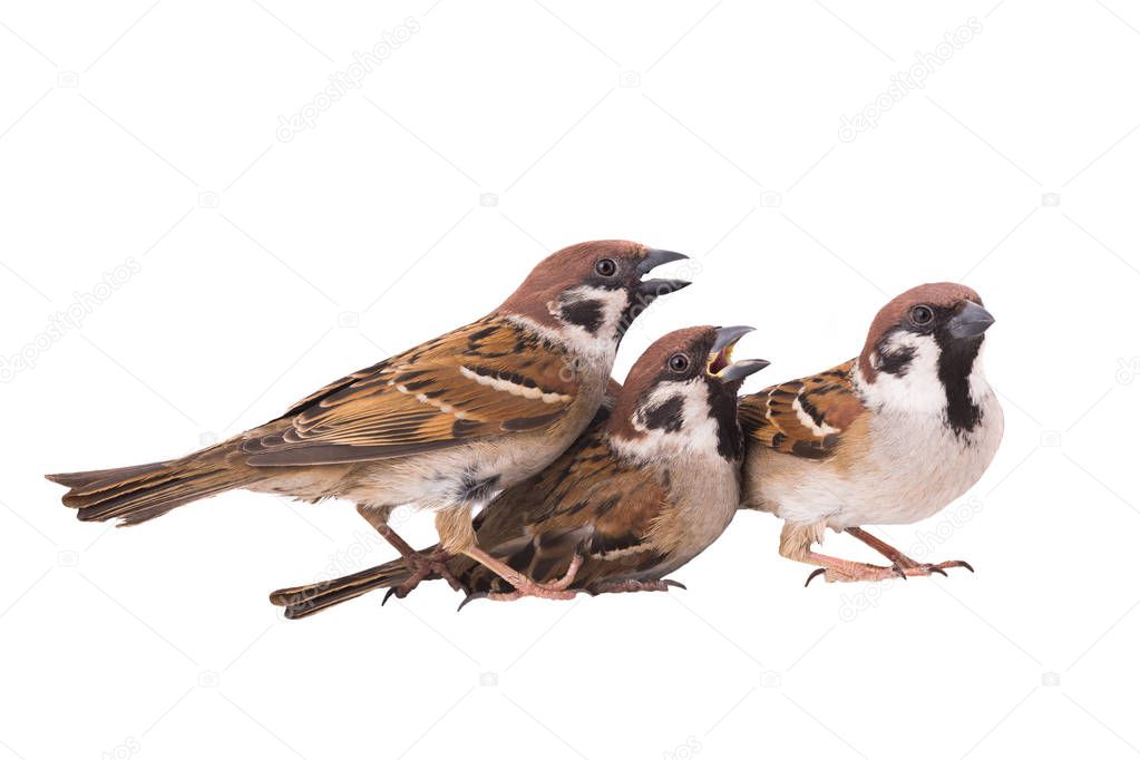 three sparrows isolated on white background